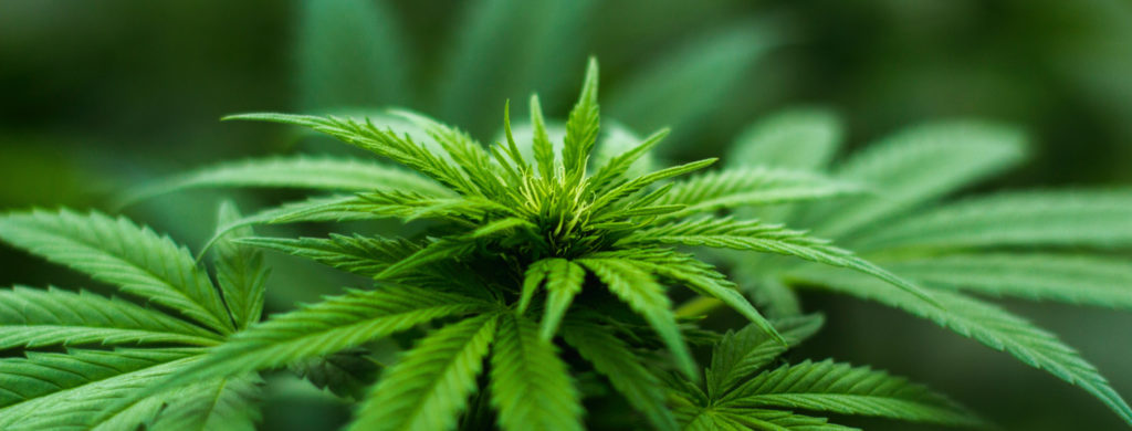 blur-cannabis-close-up-606506-cropped