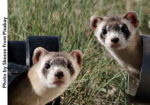 Skeeze from pixabay black-footed-ferrets-967192_640